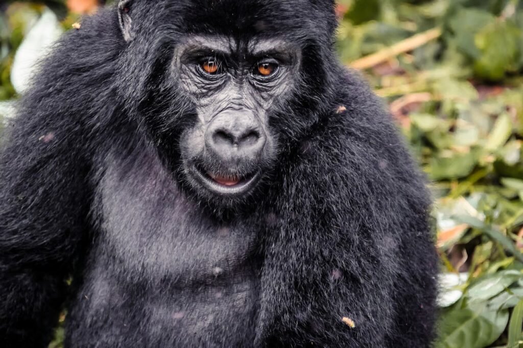 Mountain Gorilla Conservation (Rwanda, Uganda, DRC)
